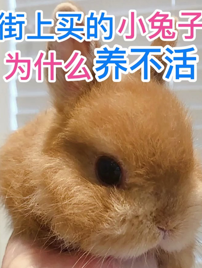 街上买的小兔子为什么养不活