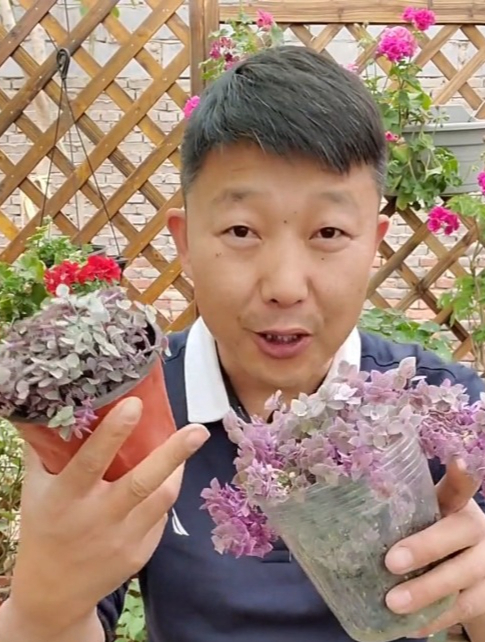 粉紫色的多肉你见过吗?只需要满足这两个条件,怎么都养不死!