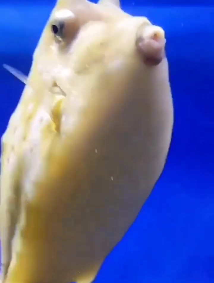 分享一个非常有趣的鱼-牛角箱鲀