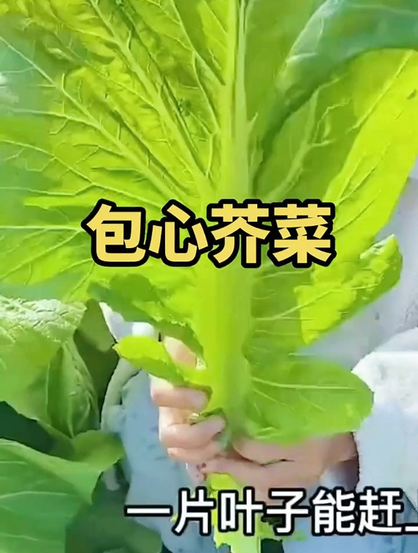 “包心芥菜”病虫多,要如何防治呢?注意采收前15天禁用农药!