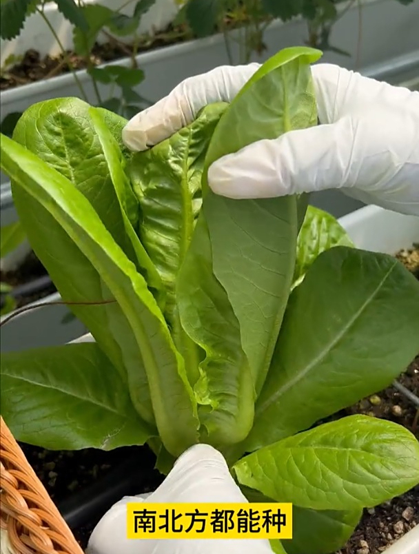 孔雀菜好看又好吃,很多人选择在阳台种植,需要注意什么吗?