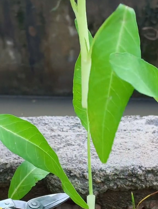 桌子上的普通青菜“空心菜”可不简了,你对它了解吗?