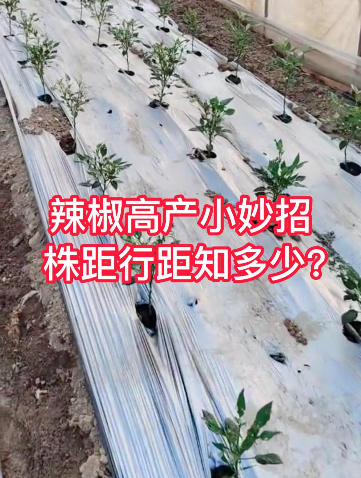 辣椒高产小妙招,株距行距知多少?