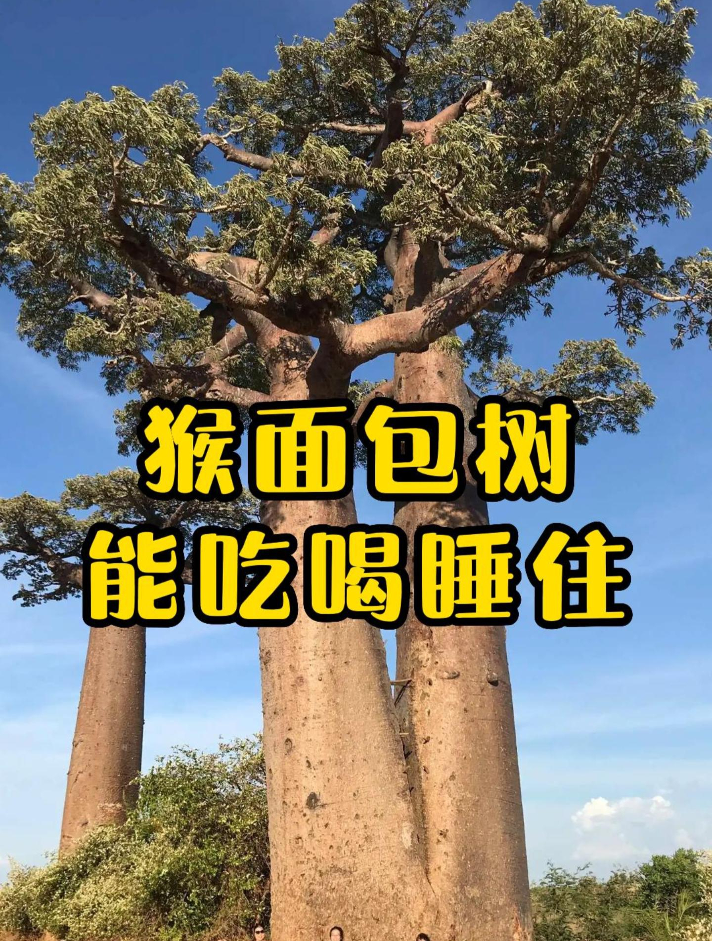 猴面包树,能吃能睡又能住,还能代代相传!