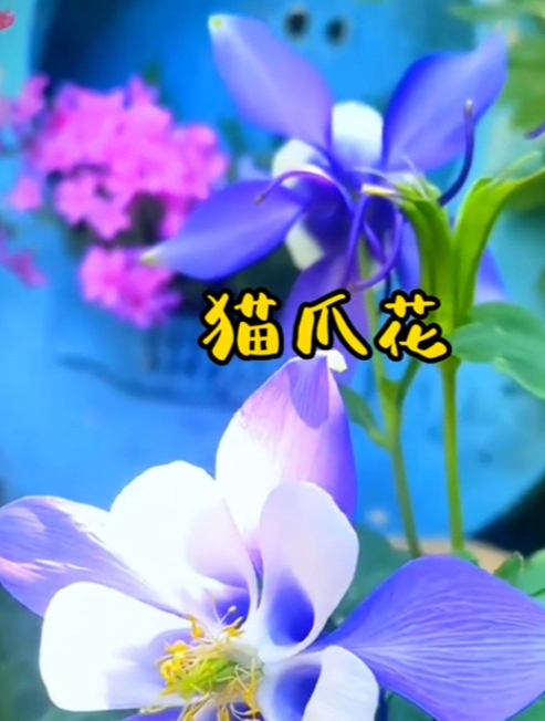 堪称“调色大师”的耧斗菜,开着单瓣或重瓣的花朵!