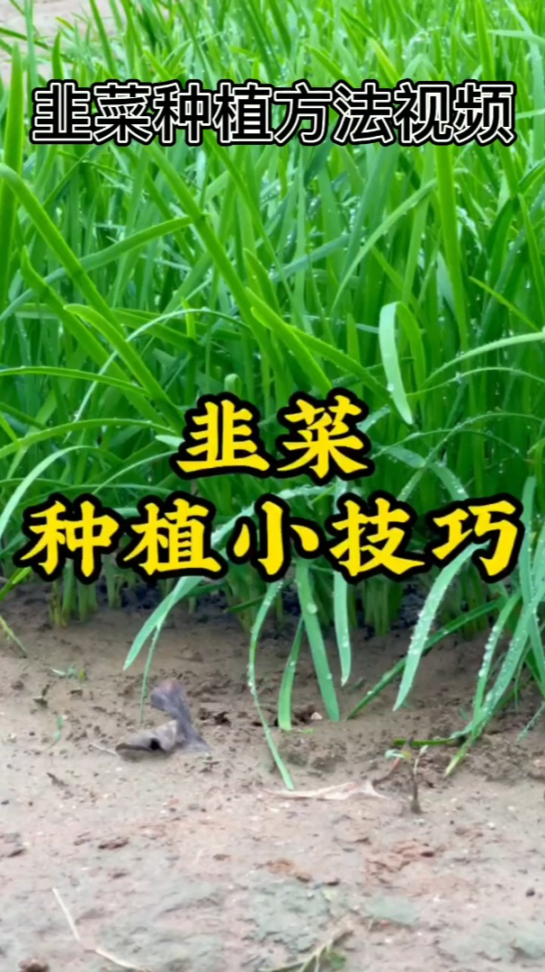 韭菜种植方法视频