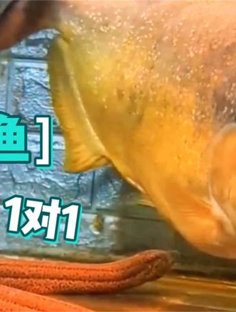 黄鳝1对1单挑食人鱼,没想到食人鱼不咋饿,雷龙鱼倒是捡漏了4