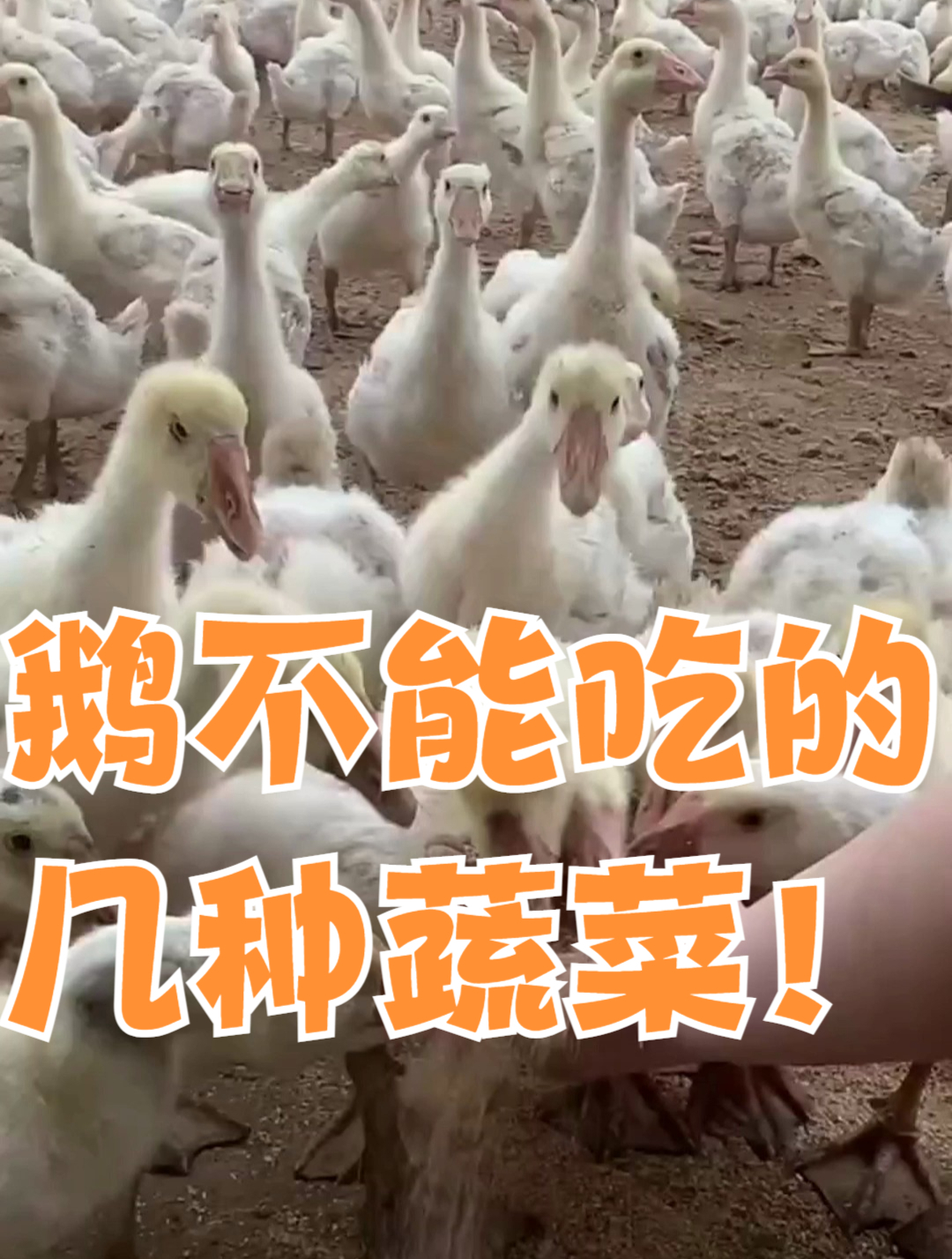 鹅不能吃的几种蔬菜