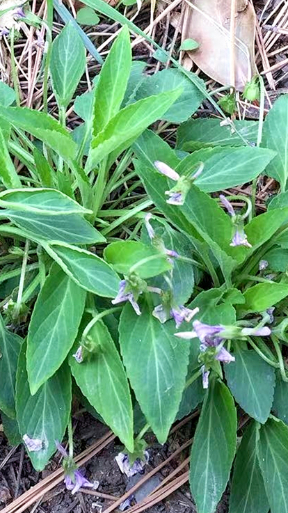农村野菜“犁头草”,学名紫花地丁,遇到多摘些,焯水一拌真美味