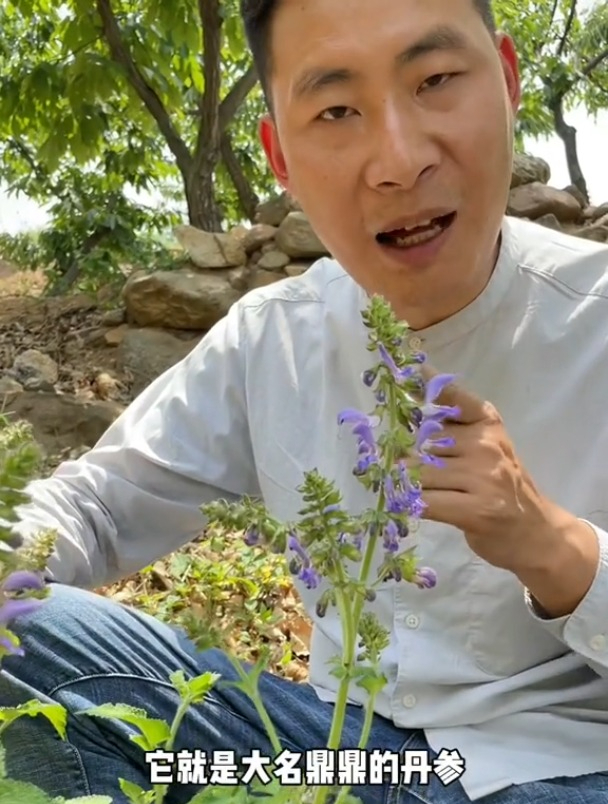 丹参别名红根,多年生直立草本,以根入药,被誉为是天然的支架