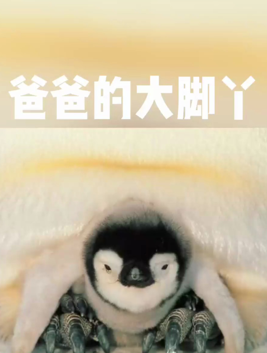 企鹅的童年,满满都是爸爸大脚丫子的味道