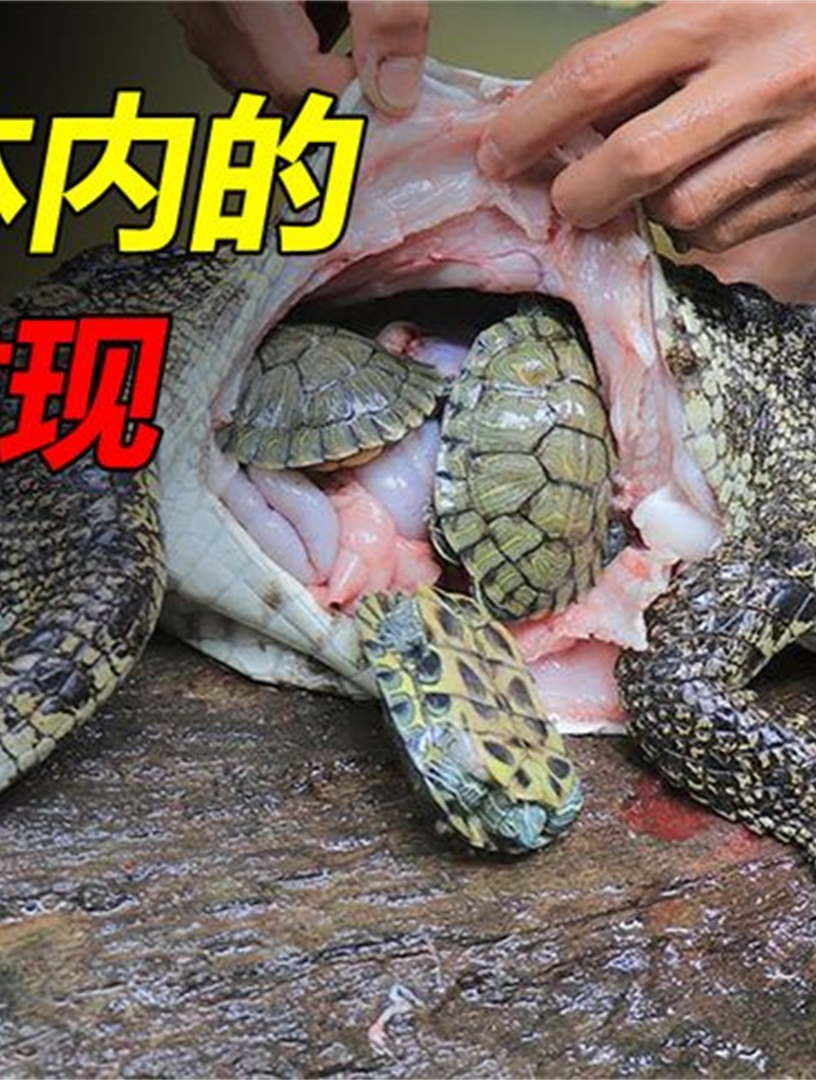 动物体内的6大惊奇发现,吃鱿鱼吃出个炸弹,鱼体内藏着人的手指5