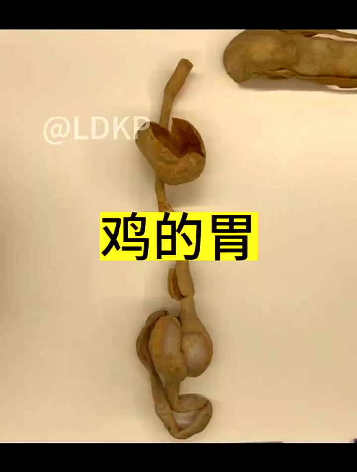 吃了这么多火锅你知道吗?郡肝其实是鸡的胃,动物科普