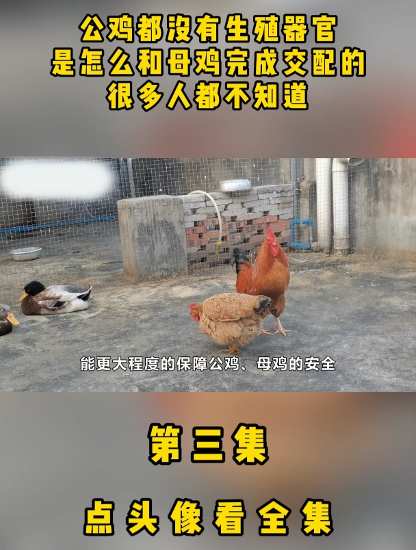 公鸡都没有生殖器官,是怎么和母鸡完成交配的?很多人都不知道
