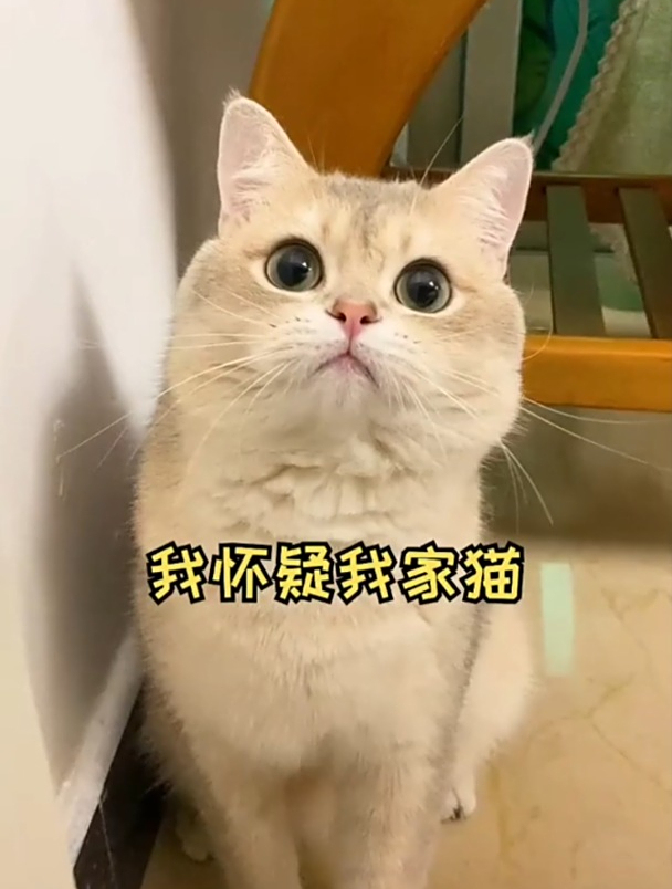 我怀疑我家猫是男人变的