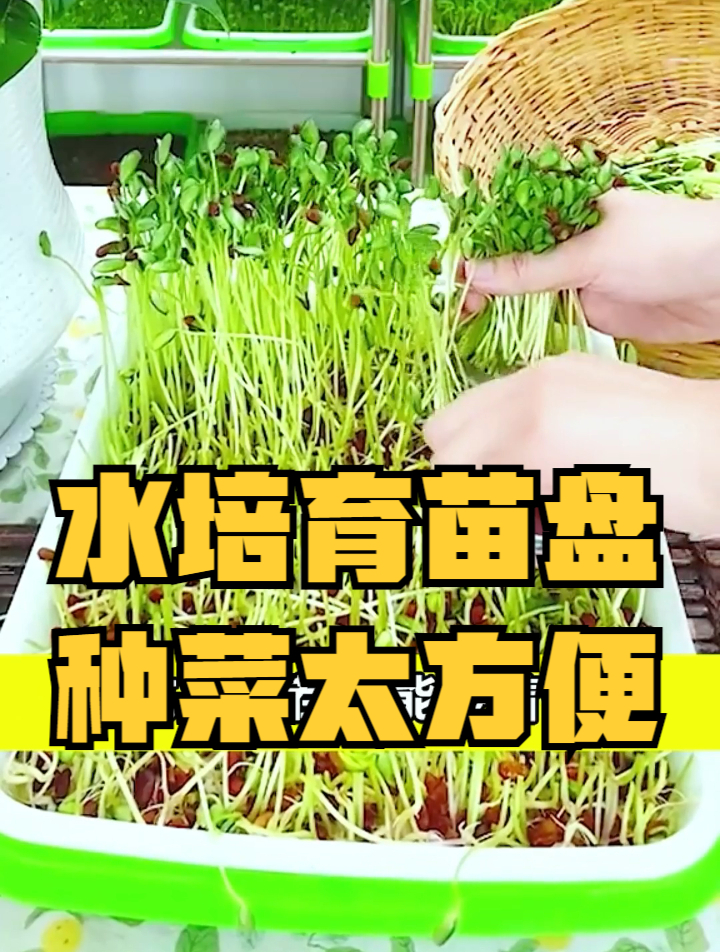 室内种菜必学技巧,自己在家育苗,用上它效果太棒了!