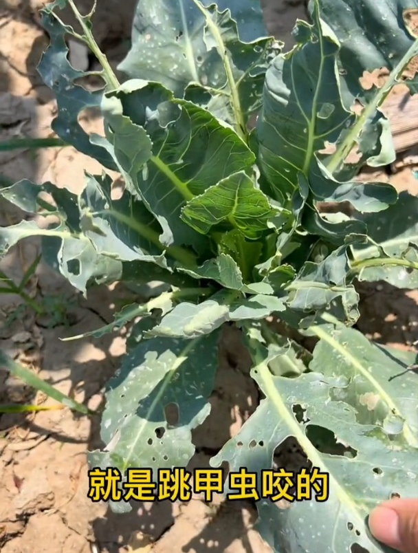 蔬菜叶片虫子猖獗,别动不动喷农药,1个土方法也能彻底根治!