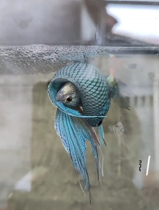 奇奇怪怪的冷水鱼,你养过几种?