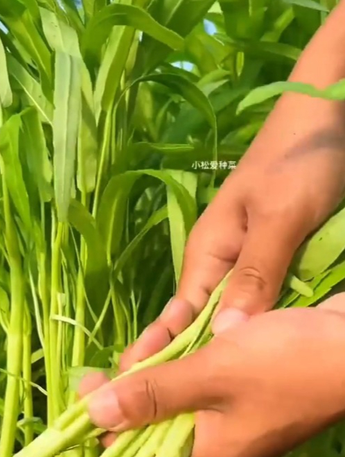 生命力旺盛的青菜“空心菜”,教你几个小技巧,割完一茬又一茬!