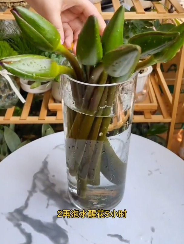 出淤泥而不染的睡莲,插上一瓶,美丽又清雅