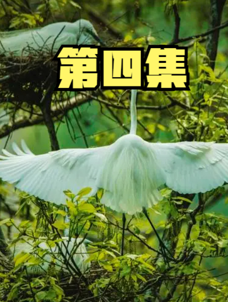 黑龙江山村惊现庞大白鸟,红眼尖嘴腿巨长,村民为了它三天不耕地