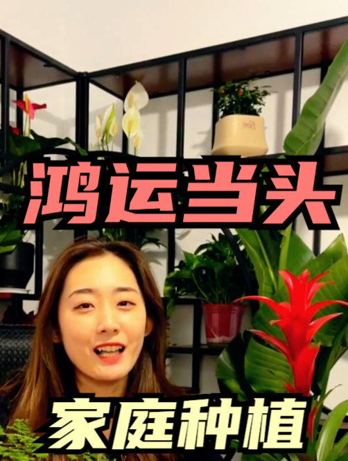 鸿运当头养护有技巧,学会这个“方法”,芯红叶绿,越养越旺!