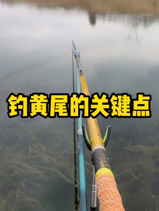 钓黄尾该用什么饵料?老手提醒饵料并非重点,这件事才关键!