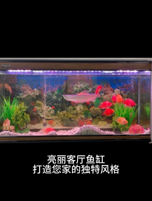 客厅必备!大尺寸浮法玻璃鱼缸,点亮你的家居生活!