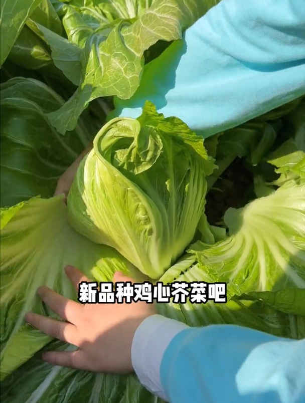 新品种芥菜,可以用来腌制酸菜,因长相奇怪,种的人很少!