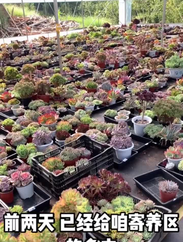 准备好选多肉了吗?