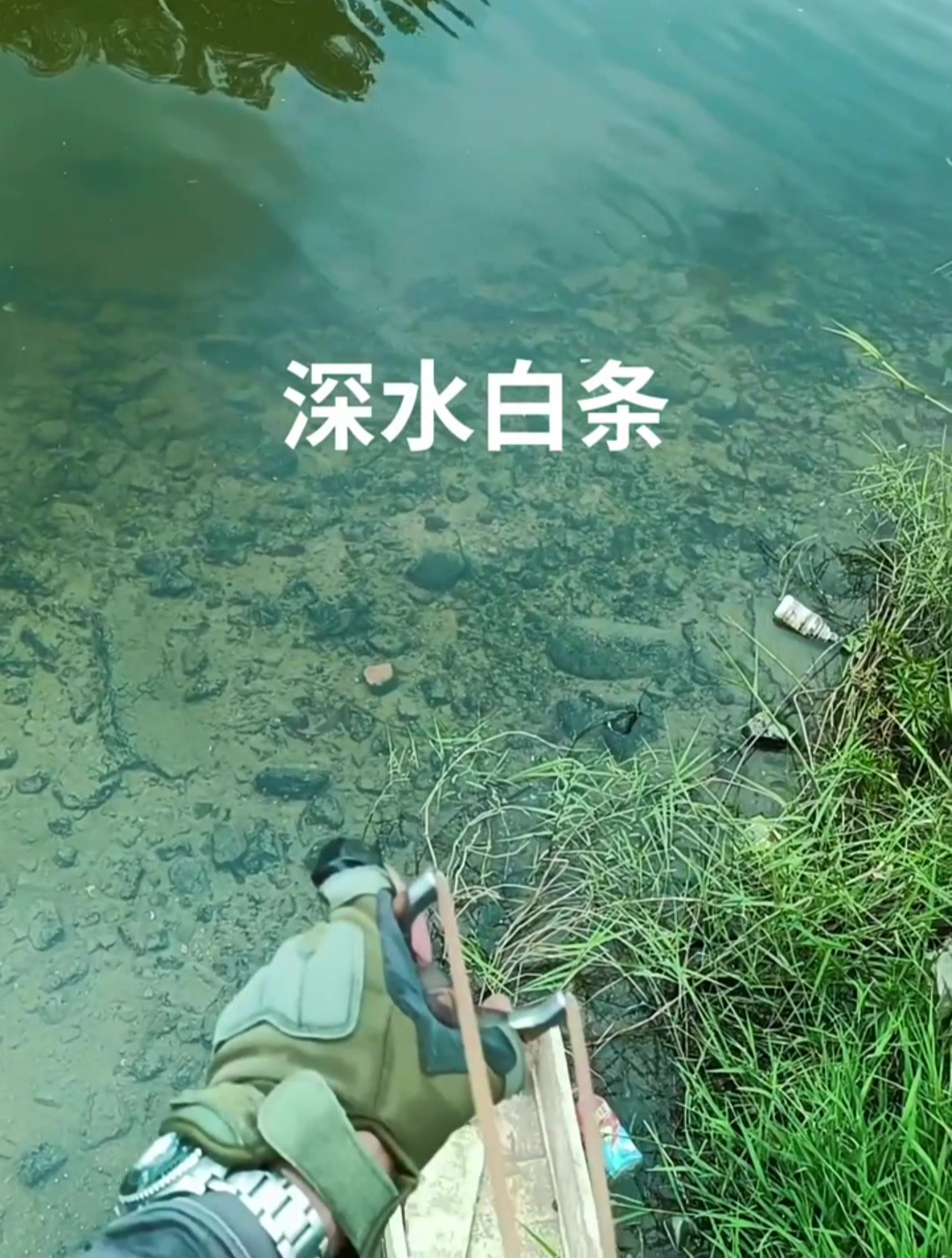 白条是碰镖上的,用弹弓打白条命重很底,弹了射鱼镖哪有又么精准