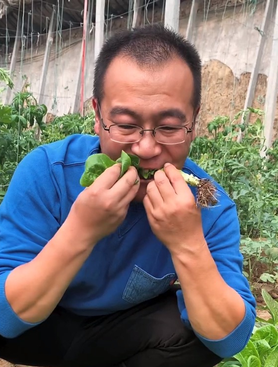 长得像孔雀开屏的青菜种一片吃一个冬天,结合了所有青菜的优点!