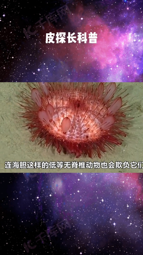 动物界罕见的“四不像”,好像被人P过一样?(2)