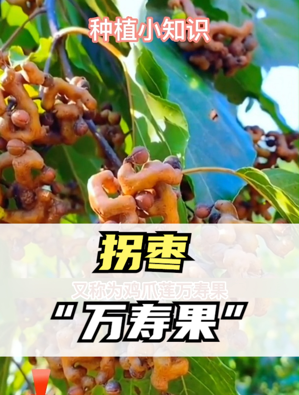 古老的异类野果,过去不值钱,如今20元1斤,营养高过常见水果!