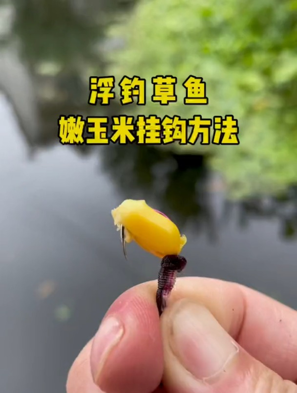 老手传授正确挂玉米方法,好处就是不挡口,草鱼一咬一个准!