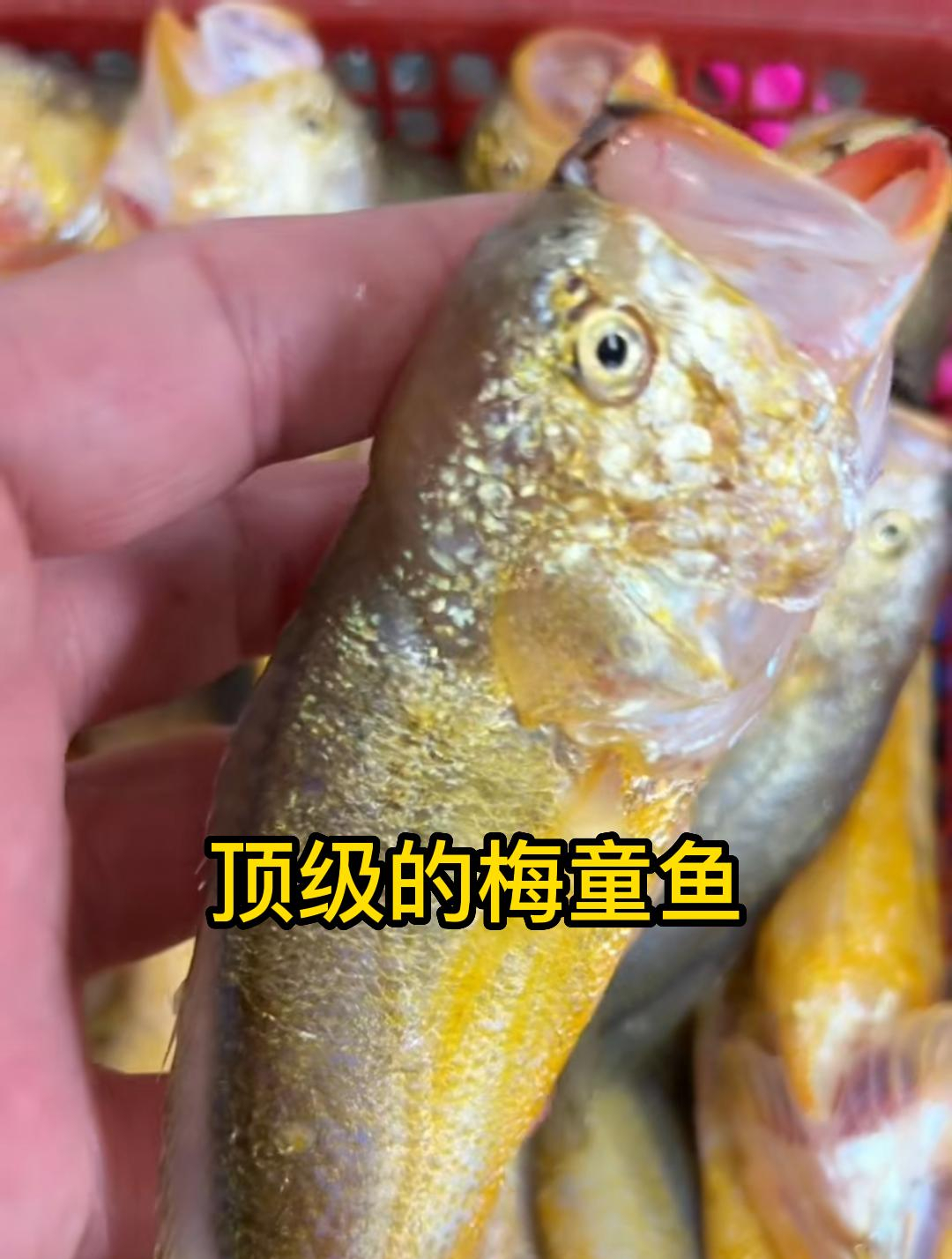 二十年时间居然让一两重的梅童鱼变成了极品,海鲜极品东海小黄鱼