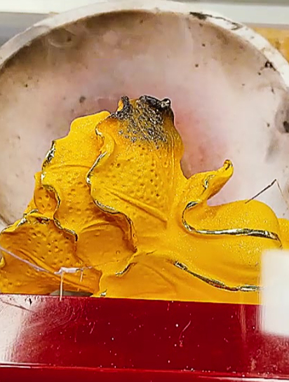 美女买一颗白菜重50斤,还送一个金白菜,鉴定后愁死了