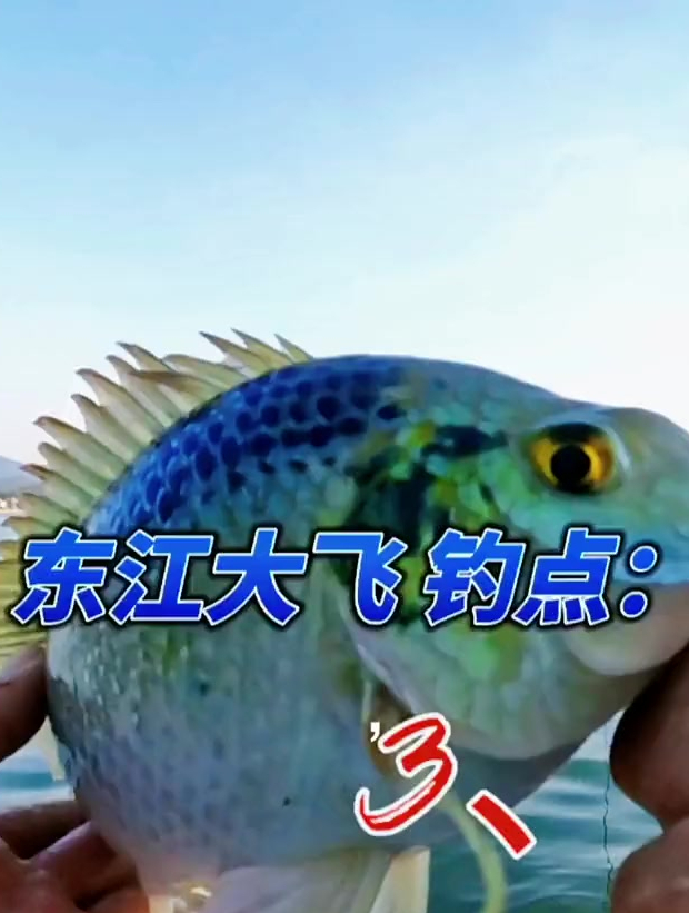 罗非鱼有多少个品种?大家说说那种比较好吃,大口非,尖嘴?