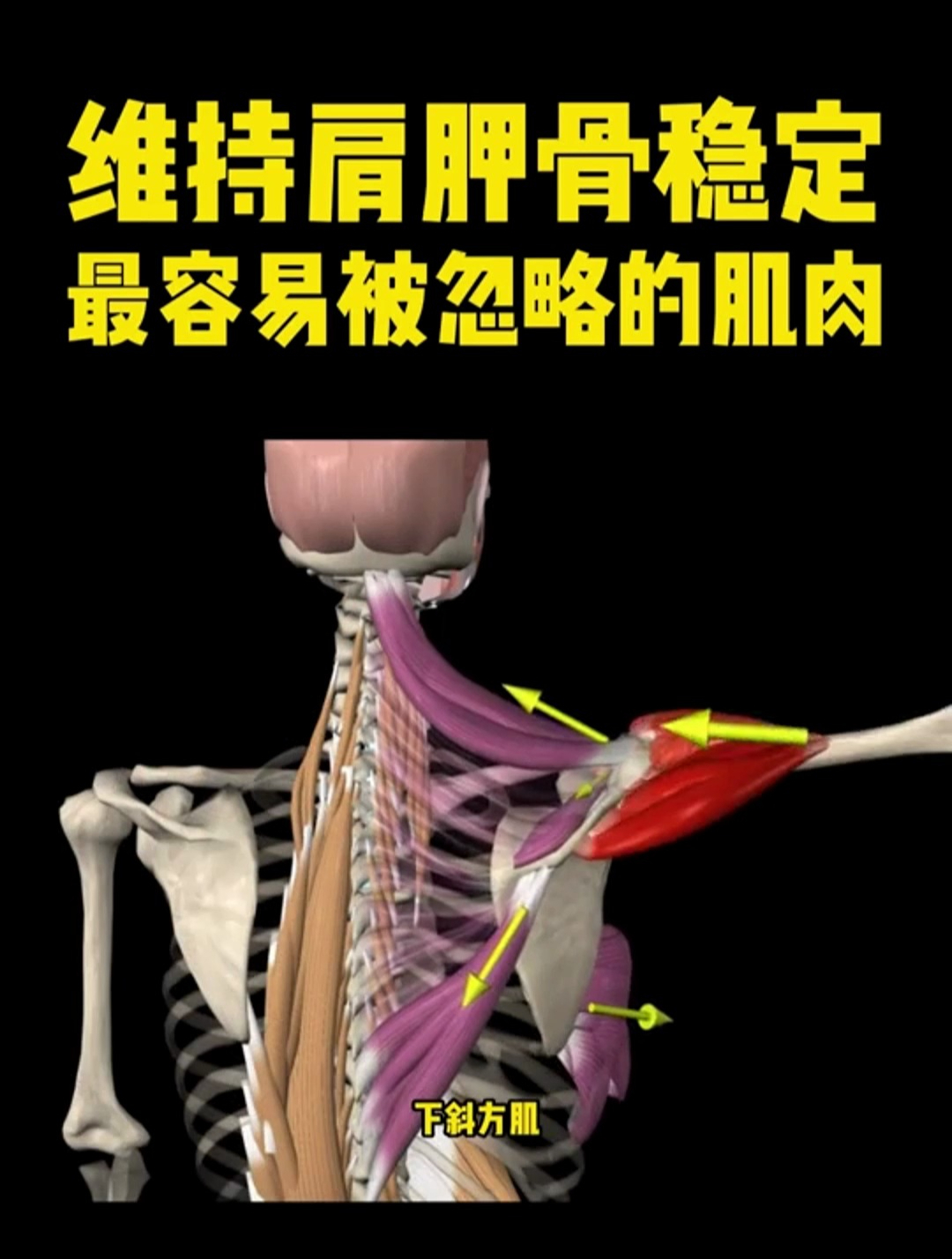 维持肩胛骨稳定最容易被忽略的肌肉