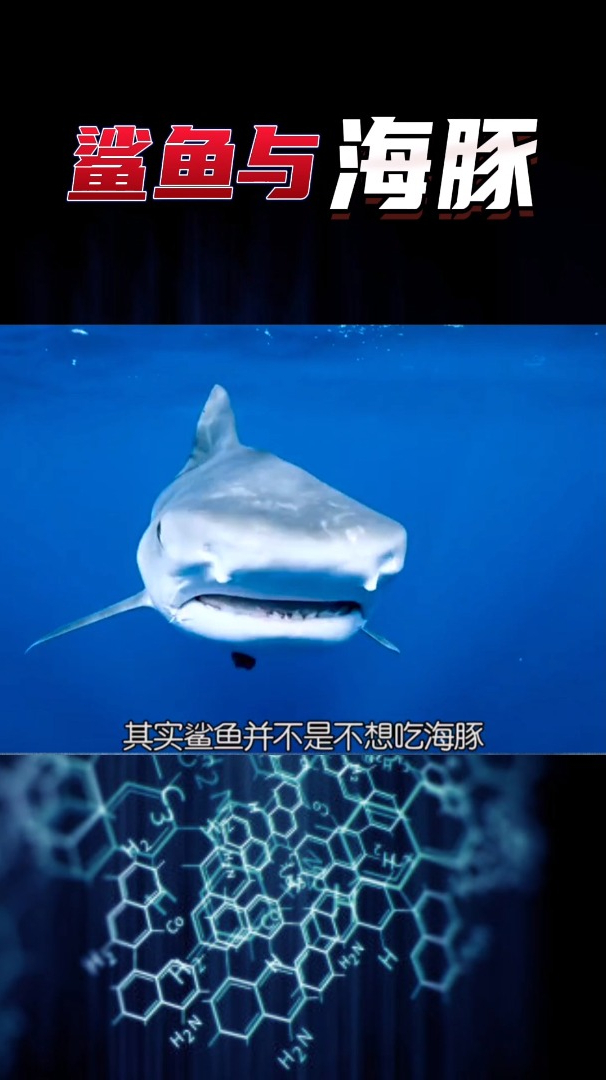为什么鲨鱼不吃海豚?是不敢还是不能