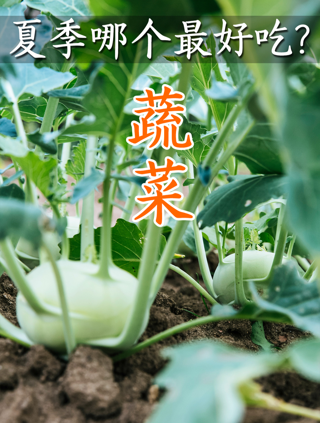 夏季什么蔬菜最好吃?那些夏季成熟的时令蔬菜