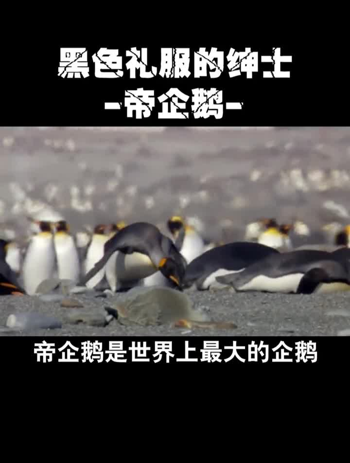 关于南极的帝企鹅,还有哪些你想知道?企鹅海洋科普知识创作人