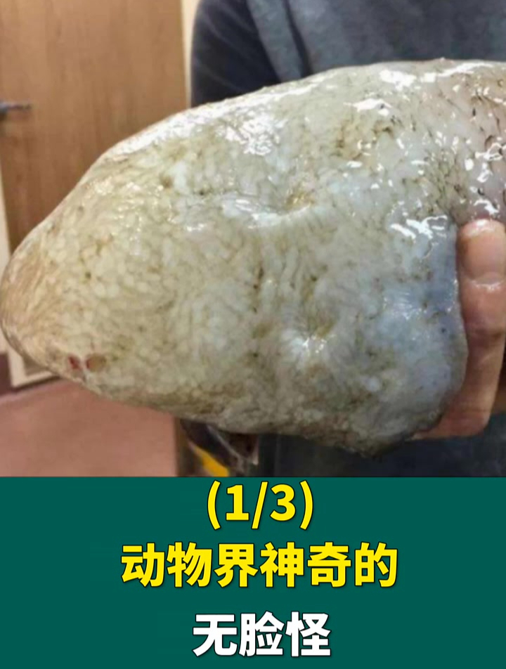 无脸鱼生物你是否见过