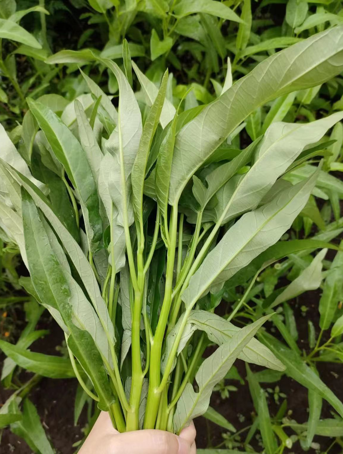 种植空心菜常出现轮斑病,会导致空杆减产,如何控制不蔓延呢?