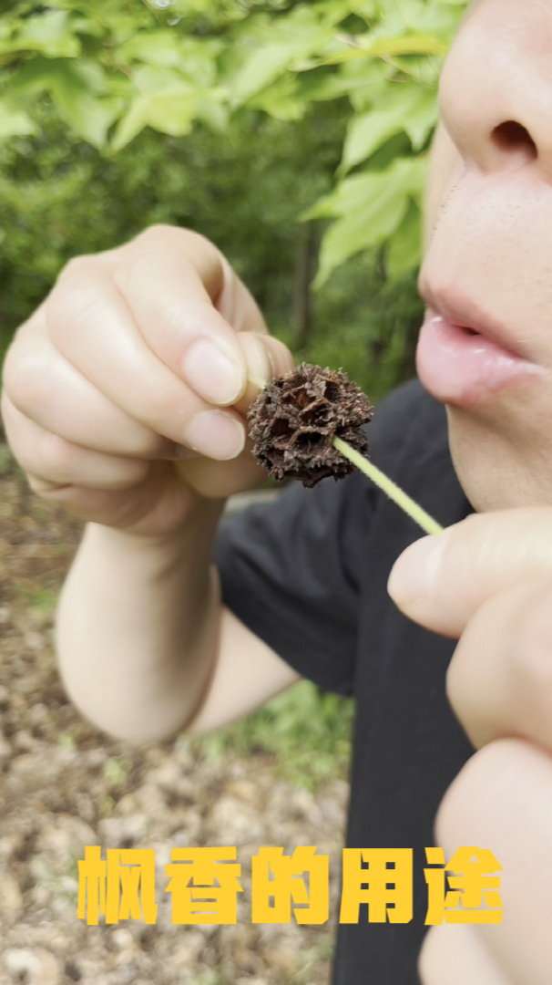 枫香树有着很多的用途,路路通熏腊肉非常香