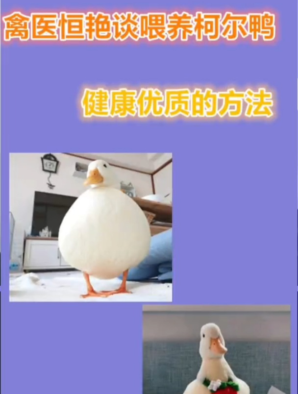 禽医恒艳讲如何养出健康优质的柯尔鸭
