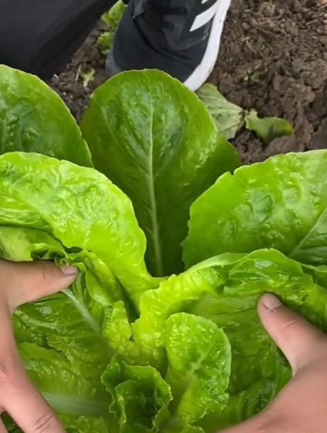 奶油生菜真有“奶油”吗?带你见识一下,它的营养是白菜的三倍!