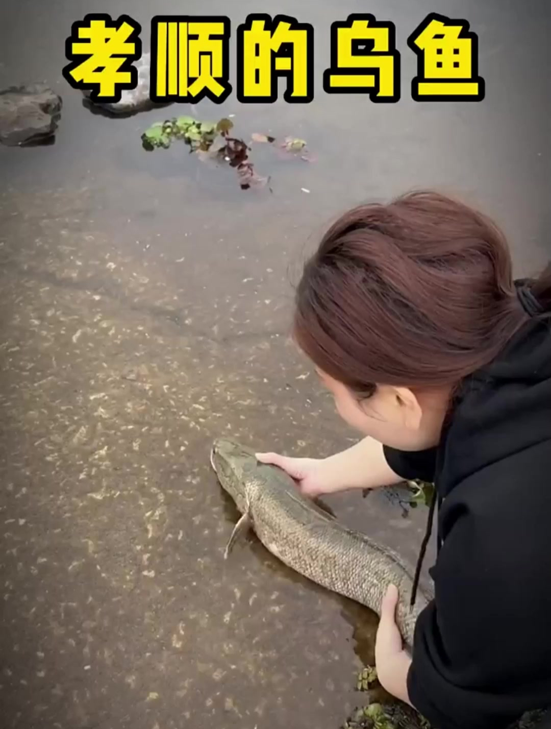 为什么有德之人都不吃乌鱼,原来如此,直到今天我终于明白了
