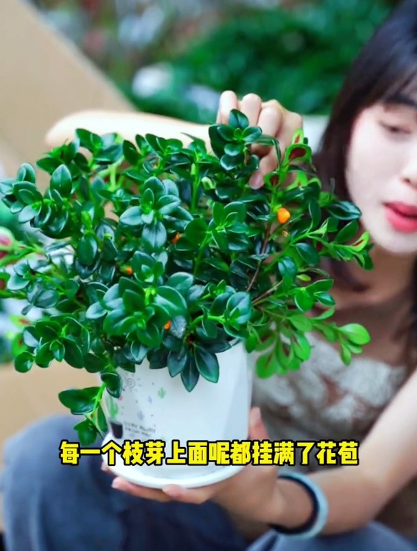 吊兰就养“金鱼花”,掌握“4点”新手也能养爆盆,四季常绿!