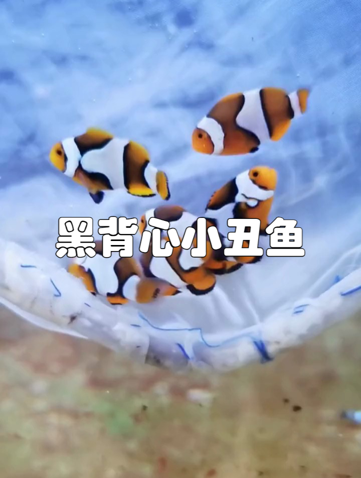 黑背心小丑鱼怎么分级?黑背心小丑鱼吃什么?黑背心小丑鱼多少钱